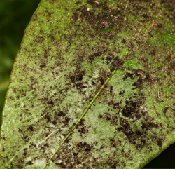 Malattia funginea