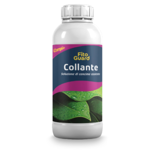 Collante