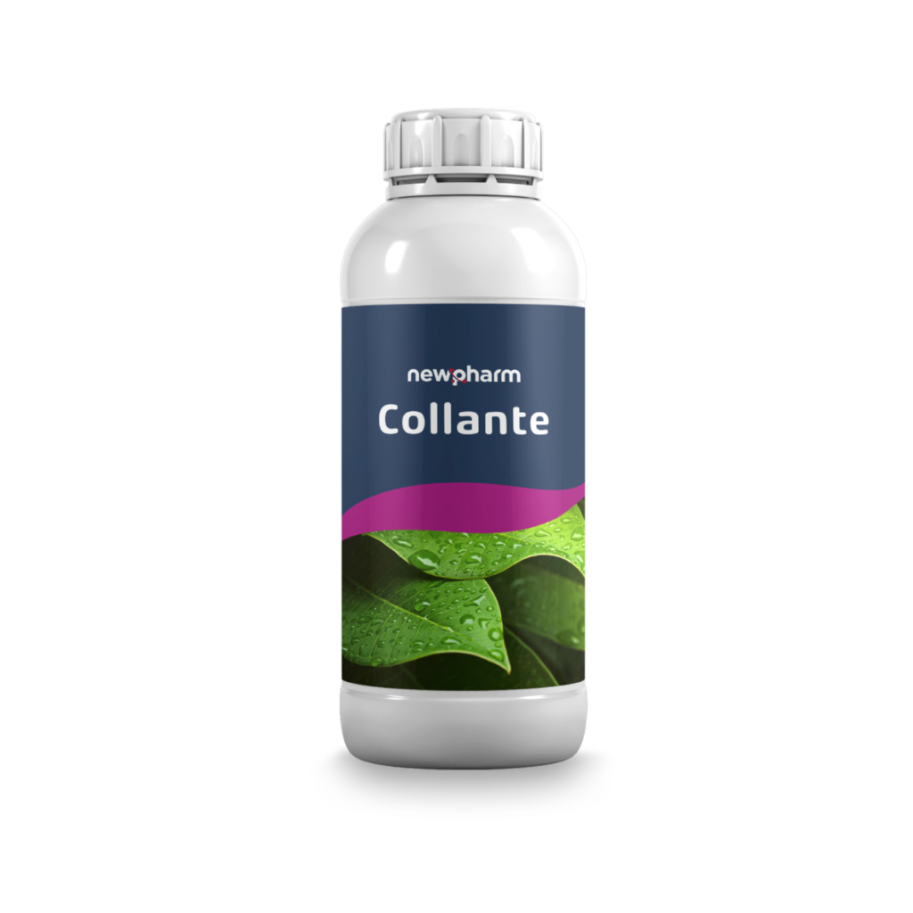 Collante Collante