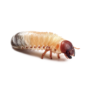 LARVA