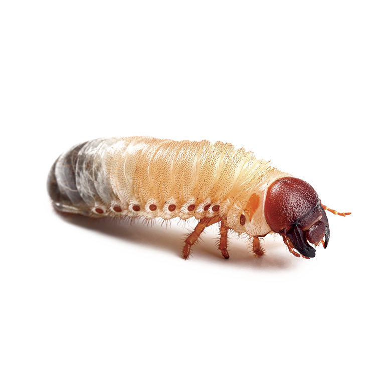 LARVA