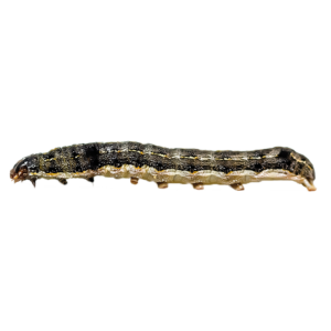 LARVA DI NOTTUIDE