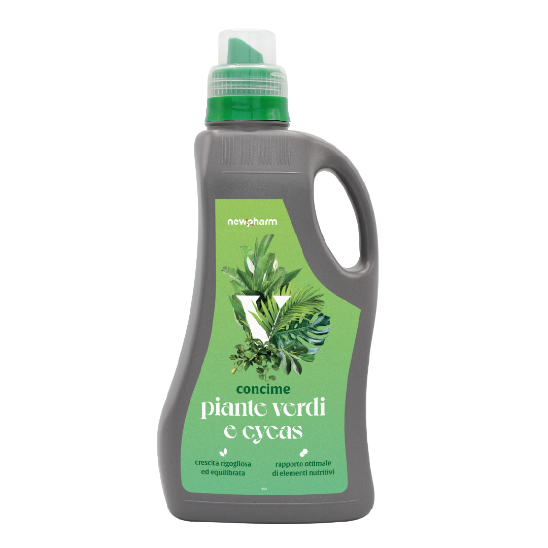 Piante Verdi e Cycas